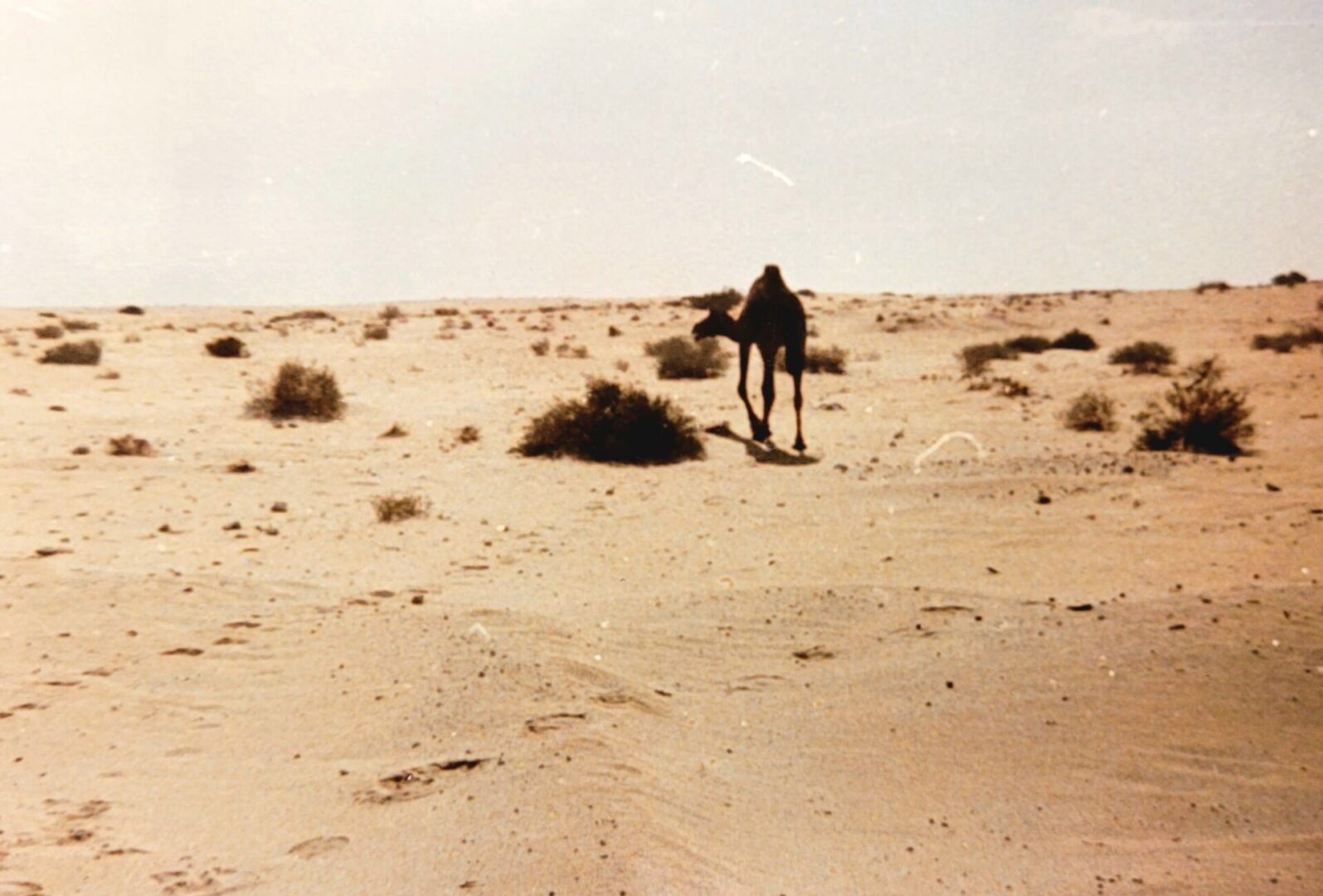 A camel in the Saudi desert
