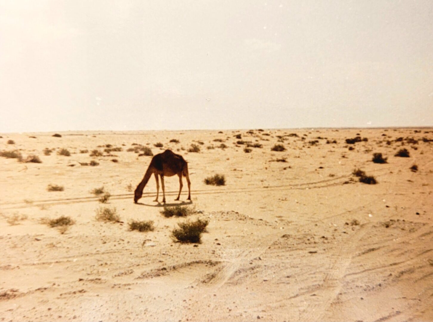 Camel in the Saudi desert 2